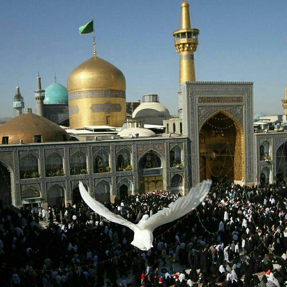 دلایل شهرت امام هشتم به امام رضا