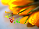 تصاویر ویژه ولادت حضرت معصومه س