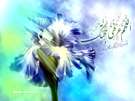 تصاویر ویژه نیمه شعبان